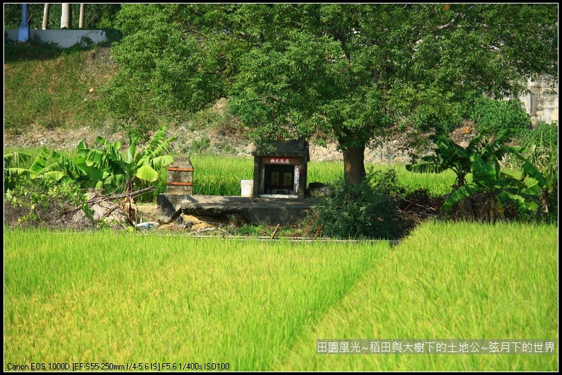 田園風光~稻田與大樹下土地公廟_04.jpg