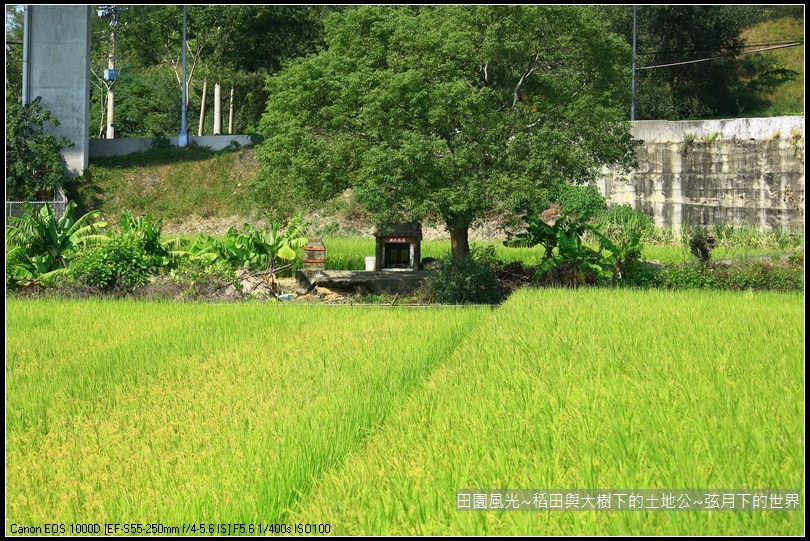 田園風光~稻田與大樹下土地公廟_02.jpg