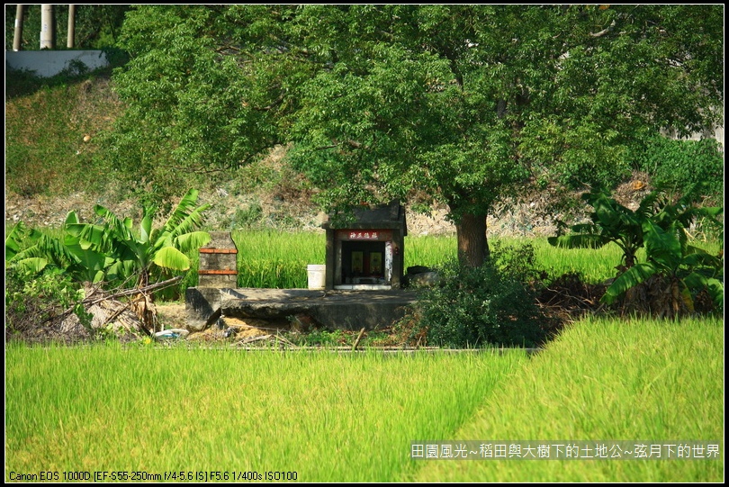 田園風光~稻田與大樹下土地公廟_06.jpg