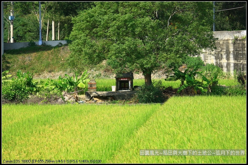 田園風光~稻田與大樹下土地公廟_05.jpg