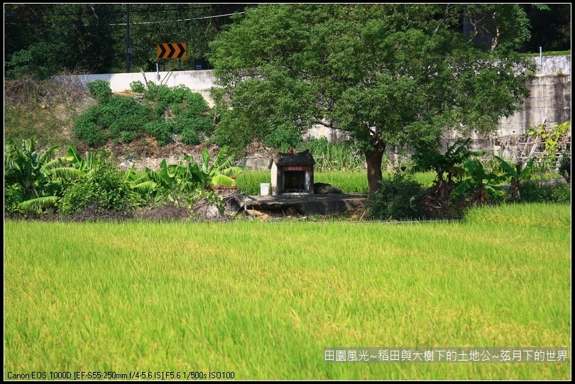 田園風光~稻田與大樹下土地公廟_08.jpg