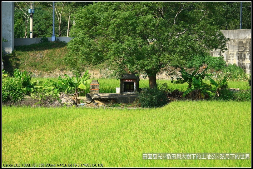 田園風光~稻田與大樹下土地公廟_07.jpg