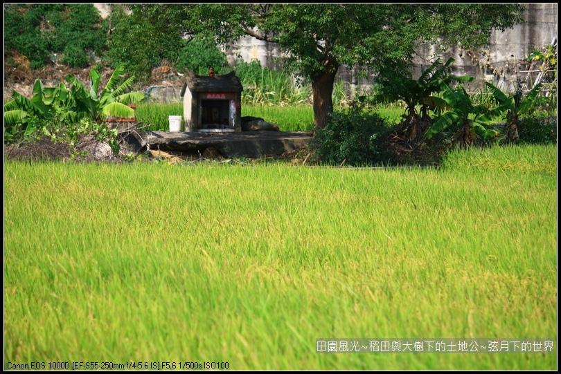 田園風光~稻田與大樹下土地公廟_11.jpg