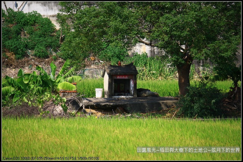 田園風光~稻田與大樹下土地公廟_09.jpg