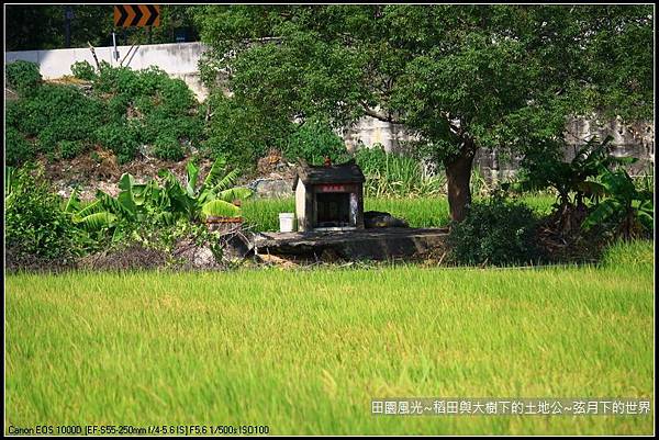 田園風光~稻田與大樹下土地公廟_12.jpg