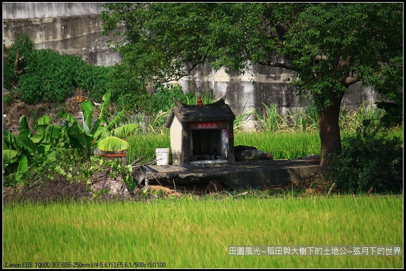 田園風光~稻田與大樹下土地公廟_13.jpg