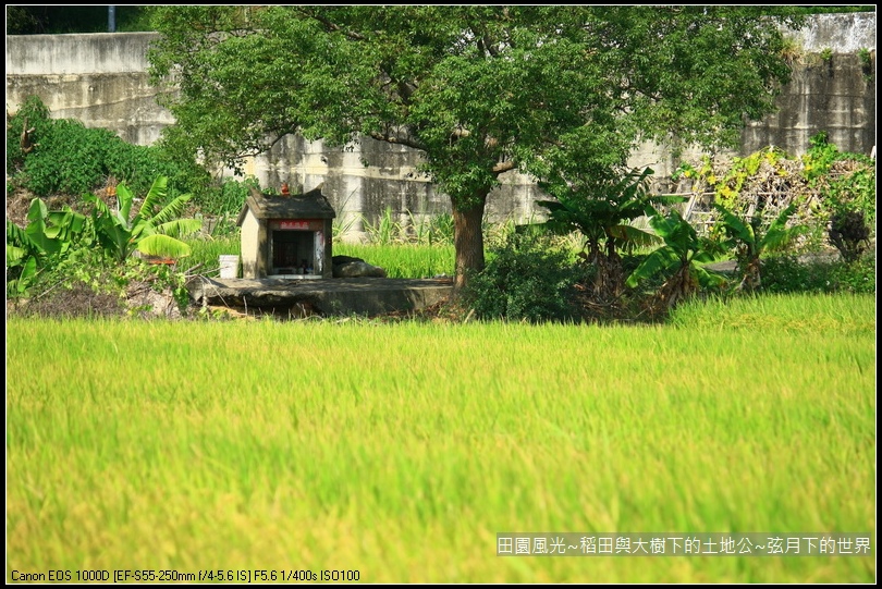 田園風光~稻田與大樹下土地公廟_16.jpg