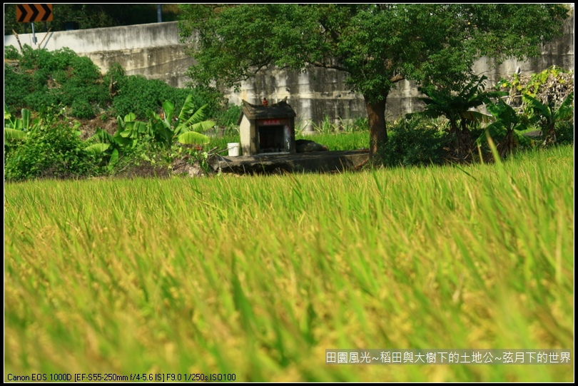 田園風光~稻田與大樹下土地公廟_19.jpg