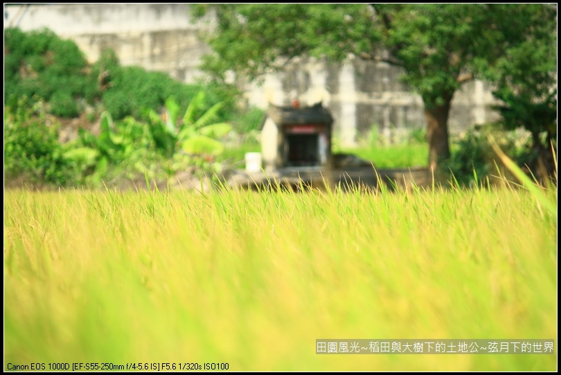 田園風光~稻田與大樹下土地公廟_17.jpg