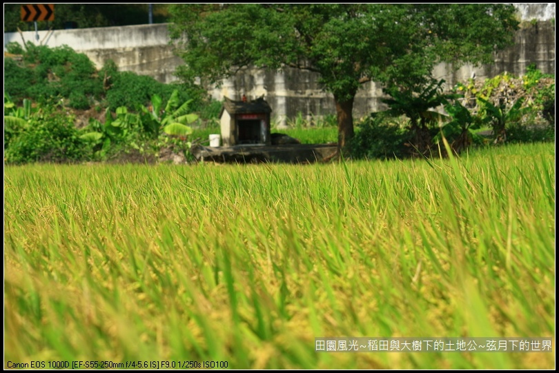 田園風光~稻田與大樹下土地公廟_20.jpg