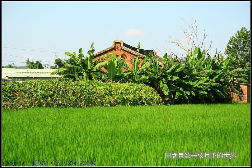 田園景致(2)稻田與老房子_5