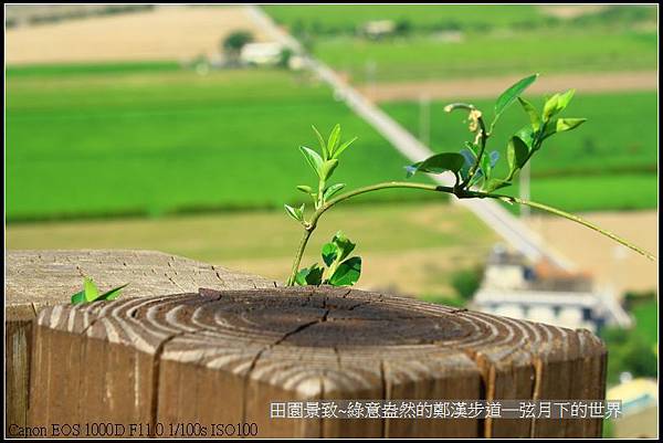 田園景致~綠意盎然的鄭漢步道_10