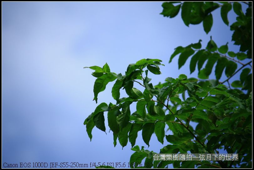 台灣欒樹隨拍_09