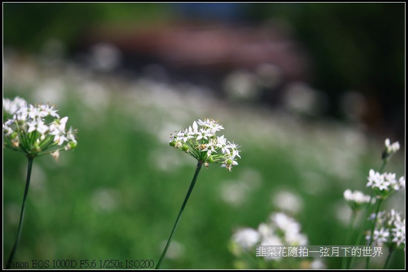 韭菜花隨拍_04