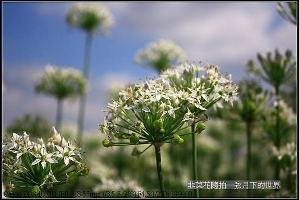 韭菜花隨拍_05