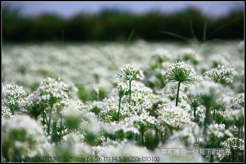 韭菜花隨拍_07