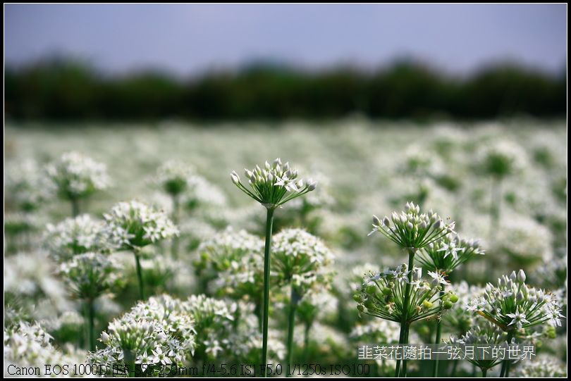 韭菜花隨拍_09