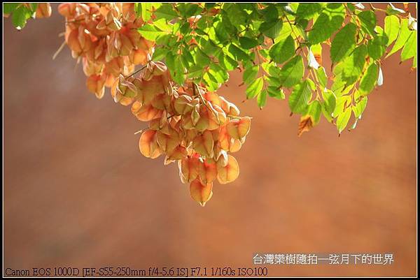 台灣欒樹隨拍_01