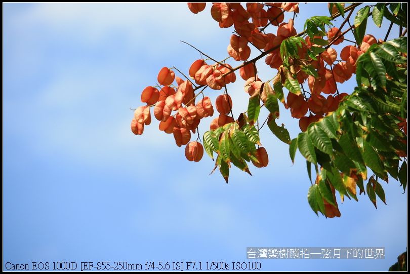 台灣欒樹隨拍_04