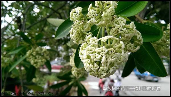 黑板樹開花_01