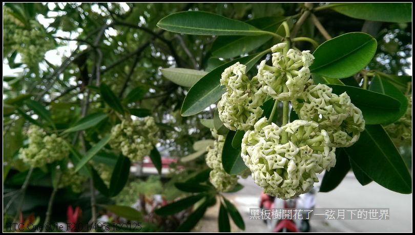 黑板樹開花_02