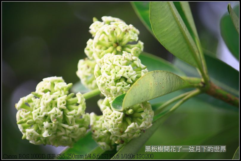 黑板樹開花_05