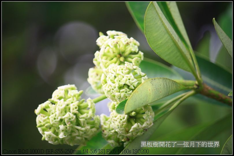 黑板樹開花_06