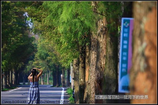 石園路落羽松_03