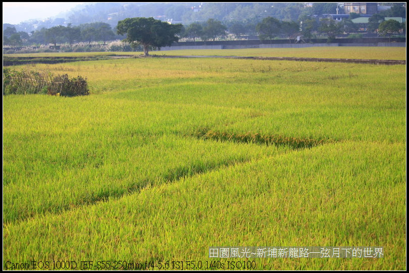 田園風光~新埔龍新路_01.jpg