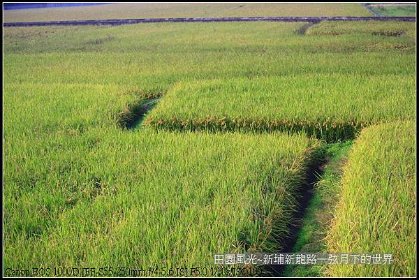 田園風光~新埔龍新路_04.jpg