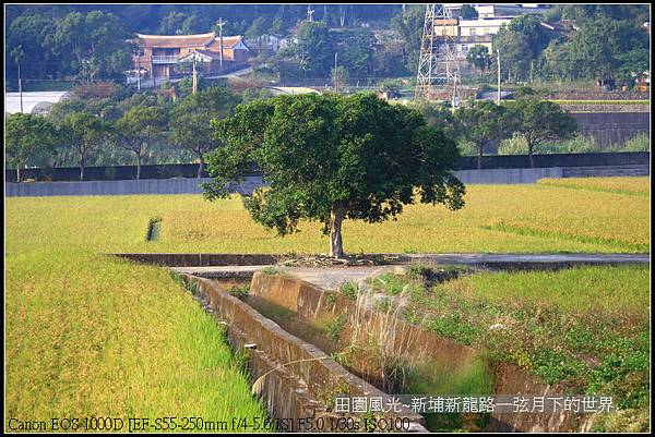 田園風光~新埔龍新路_05.jpg