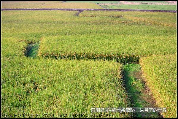 田園風光~新埔龍新路_03.jpg