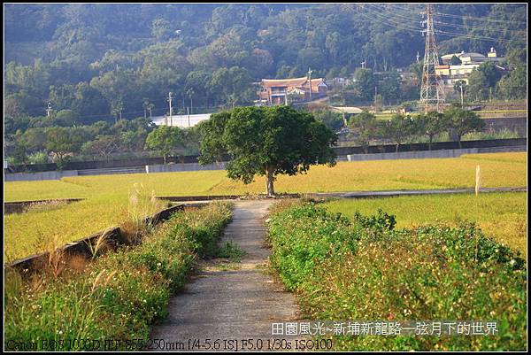 田園風光~新埔龍新路_07.jpg