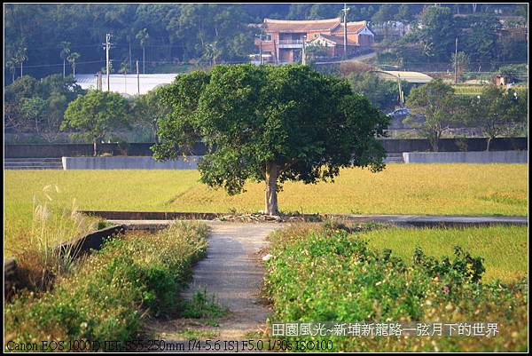 田園風光~新埔龍新路_08.jpg