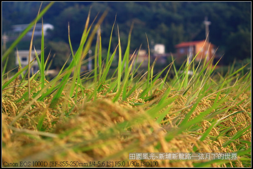 田園風光~新埔龍新路_11.jpg