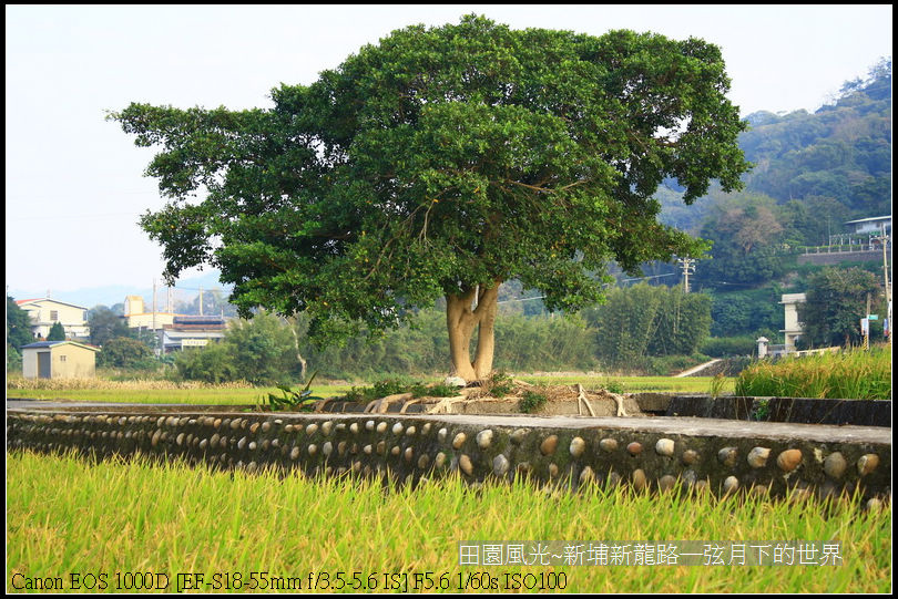 田園風光~新埔龍新路_21.jpg