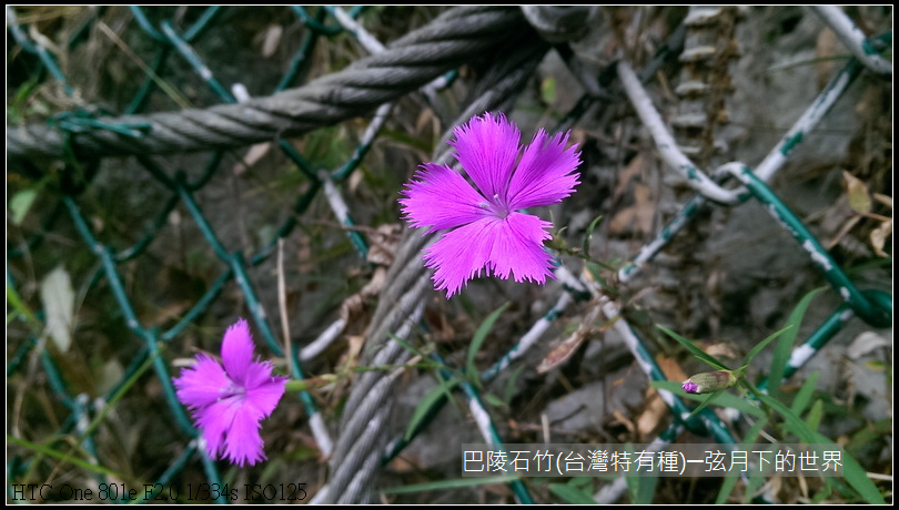 巴陵石竹(台灣特有種)_01