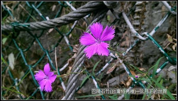 巴陵石竹(台灣特有種)_01