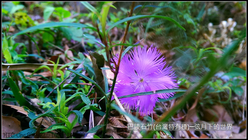 巴陵石竹(台灣特有種)_03