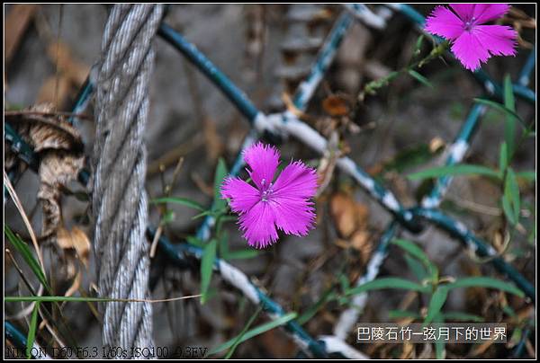 巴陵石竹(台灣特有種)_05