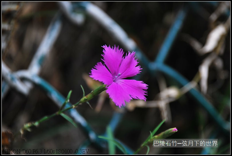 巴陵石竹(台灣特有種)_11