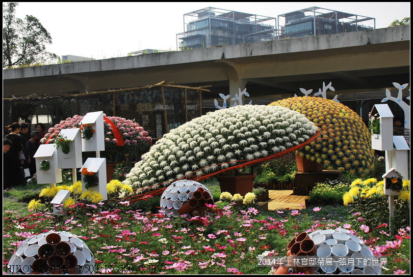 2014年士林官邸菊花展_04