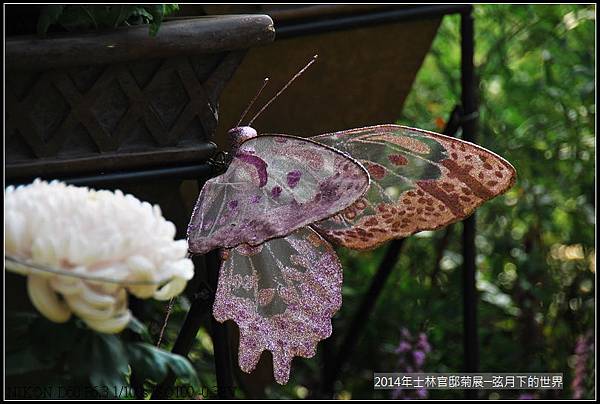 2014年士林官邸菊花展_13