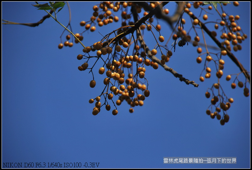 雲林縣虎尾鎮路景隨拍_02.jpg