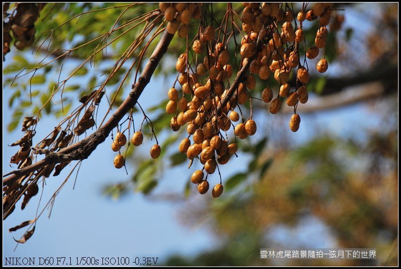 雲林縣虎尾鎮路景隨拍_12.jpg