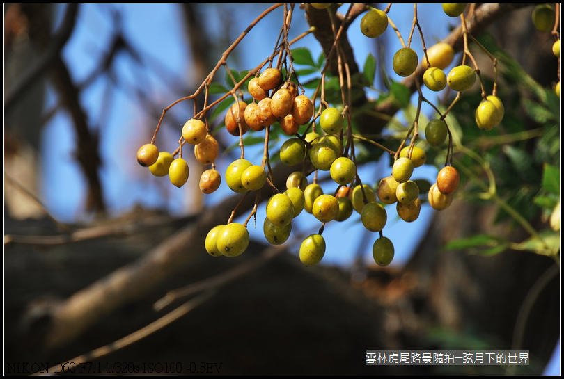 雲林縣虎尾鎮路景隨拍_11.jpg