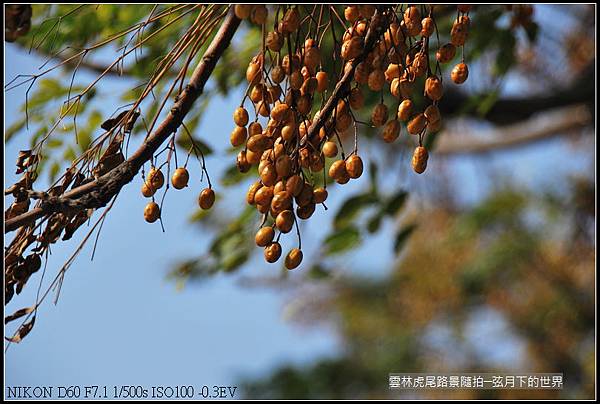 雲林縣虎尾鎮路景隨拍_13.jpg