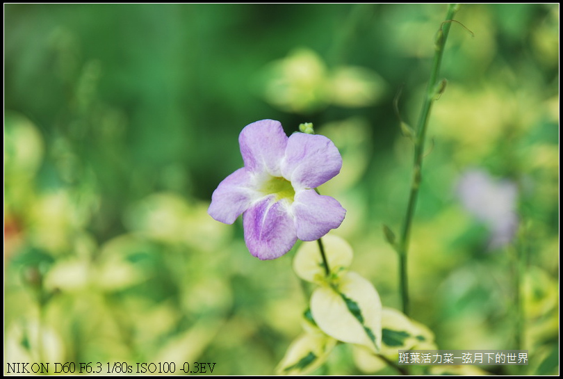 斑葉活力菜_2