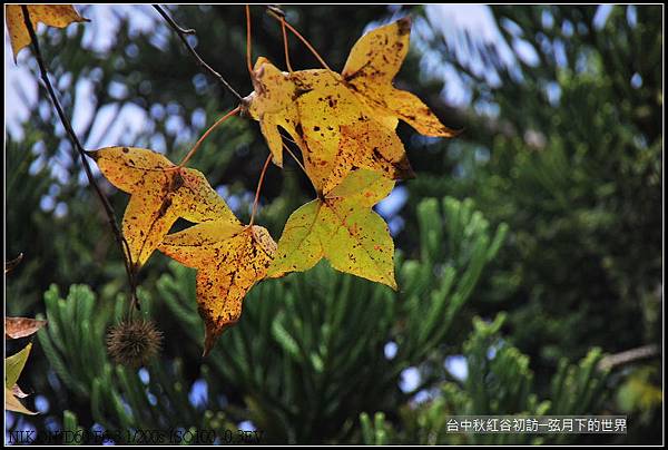 台中~秋紅谷初訪_12