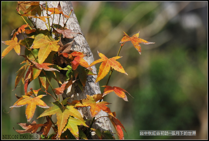 台中~秋紅谷初訪_19